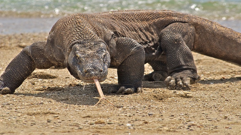 Milyon dolarlık kaçak Komodo ejderi operasyonu